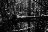 Swamp Edge