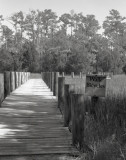Walk Bicycles 4x5
