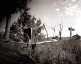 Marsh Boardwalk