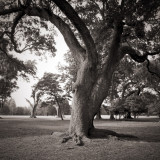 Live Oak - Morning Light