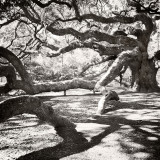 The Angel Oak #3