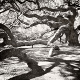 The Angel Oak #3