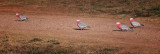 Out of Gunnedah<br><font size=2>Rose-breasted Cockatoo  or Galah