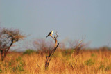 San Bernard NWR 01-02-09 0323