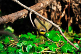 Brazos Bend SP  01-16-09 0233