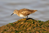 Surfside 2-28-10 0378.JPG