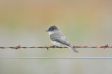 Attwater NWR 11-29-09 0193.JPG