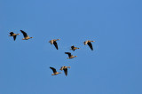 Attwater NWR 12-20-09 0327.JPG