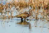 San Bernard NWR 02-17-08 0288