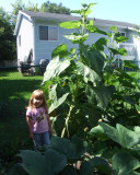 Cailynn sunflower 0449.jpg