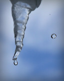 icicle drips 1462.jpg