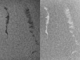 Filaments 1 August 2010