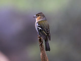 Azorbofink - Azores Chaffinch (Fringilla moreletti)