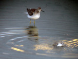 Mindre gulbena - Lesser Yellowlegs (Tringa flavipes)