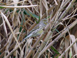 Kanariesiska - Atlantic Canary (Serinus canaria)