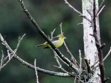 Scharlakanstangara - Scarlet Tanager (Piranga olivacea)