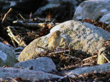 Amerikansk piplrka - Buff-bellied Pipit (Anthus rubescens)