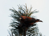 Mindre korsnbb - Red Crossbill (Loxia curvirostra)