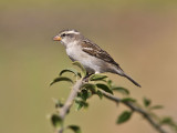 Kapverdesparv - Iago Sparrow (Passer iagoensis)