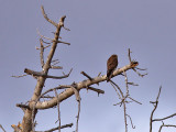 Tornfalk - Alexander's Kestrel (Falco alexandri)