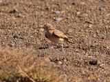 Sandökenlärka - Bar-tailed Desert Lark (Ammomanes cinctura cinctura)
