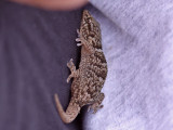 Murgecko - Moorish Gecko (Tarentola mauritanica)