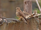 Tornfalk - Neglected Kestrel (Falco neglectus)