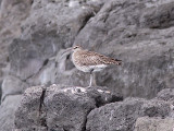 Småspov - Whimbrel (Numenius phaeopus)