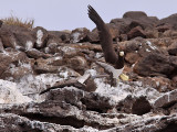 Brunsula - Brown Booby (Sula leucogaster)