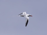 Rdnbbad tropikfgel - Red-billed Tropicbird (Phaeton aethereus)