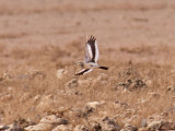 Härfågellärka - Greater Hoopoe-Lark (Alaemon alaudipes boavistae)