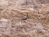 Svartkronad finklärka - Black-crowned Sparrow-lark (Eremopterix nigriceps nigriceps)