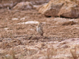 Svartkronad finklärka - Black-crowned Sparrow Lark (Eremopterix nigriceps nigriceps)