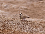 Svartkronad finklärka - Black-crowned Sparrow Lark (Eremopterix nigriceps nigriceps)