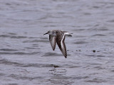 Sandlöpare - Sanderling (Calidris alba)