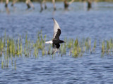 Vitvingad trna - White-winged Tern (Chlidonias leucopterus)