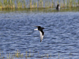 Vitvingad trna - White-winged Tern (Chlidonias leucopterus)