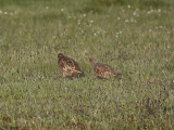 Rapphna - Grey Partridge (Perdix perdix)