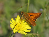 ngssmygare - Large Skipper (Ochlodes sylvanus)