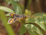 Askntfjril - Scarce Fritillary (Euphydryas maturna)