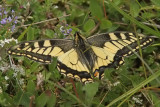 Makaonfjril - Swallowtail (Papilio machaon)