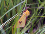 Rödfransad björnspinnare - Clouded Buff (Diacrisia sannio)