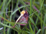 Rdfransad bjrnspinnare - Clouded Buff  (Diacrisia sannio)