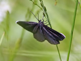 Sotmätare - Chimney Sweeper (Odezia atrata)