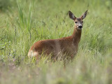 Rdjur - European Roe Deer (Capreolus capreolus)