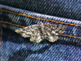 Allmän ängsmätare - Common Heath (Ematurga atomaria)