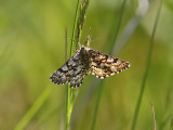 Allmän ängsmätare - Common Heath (Ematurga atomaria)