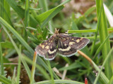 Purpurljusmott - Pyrausta purpuralis (Pyrausta purpuralis)
