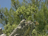 Svart stenskvtta - Black Wheatear (Oenanthe leucura)