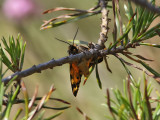 Mindre igelkottspinnare - Wood Tiger (Parasemia plantaginis)